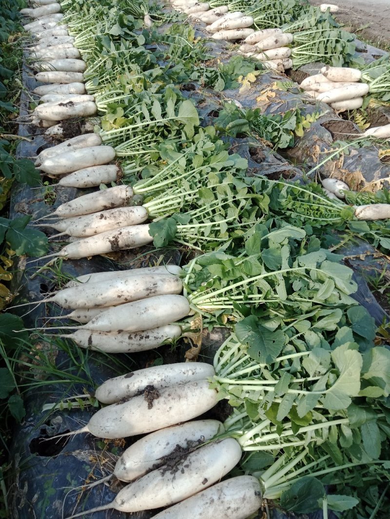 重庆潼南白萝卜，基地直供，保质保量