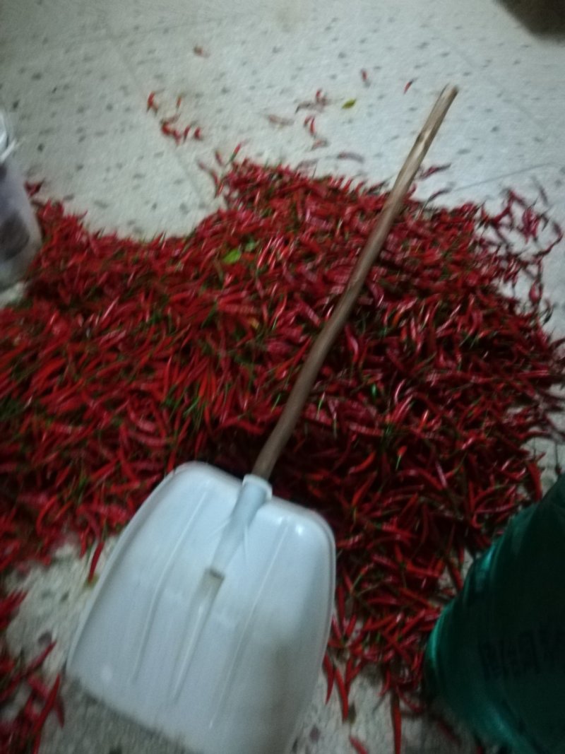 辣椒
