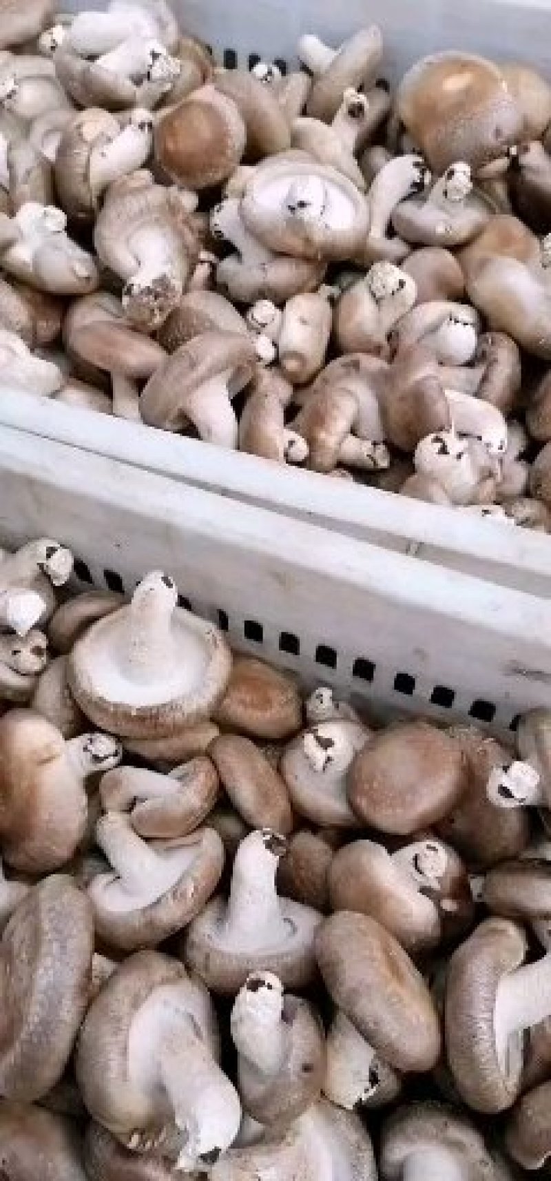 鲜香菇