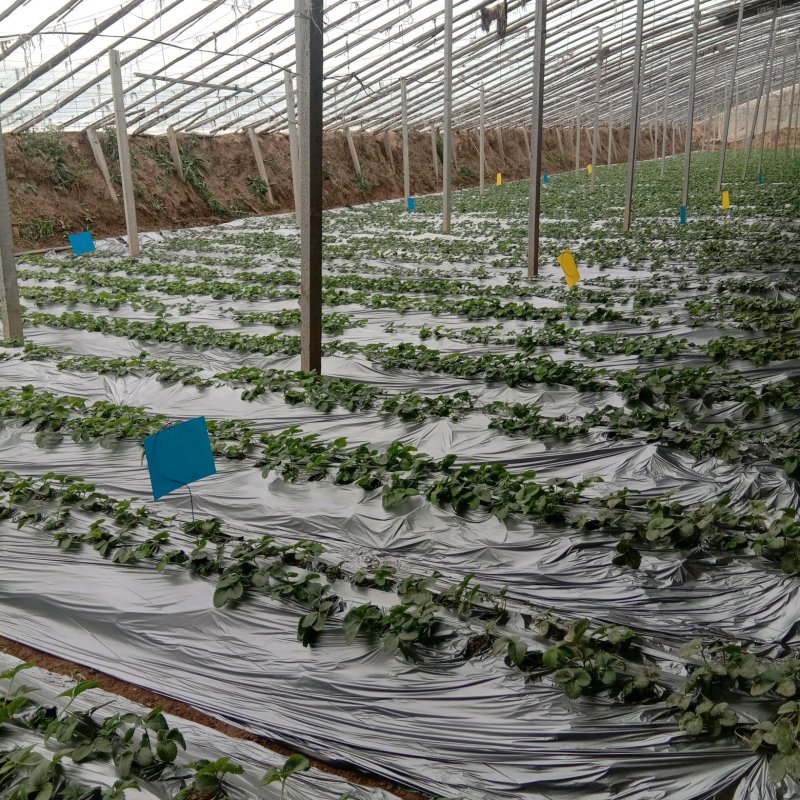 粘虫板，黄板蓝板，双面粘虫板，20✘25诱虫板，果园