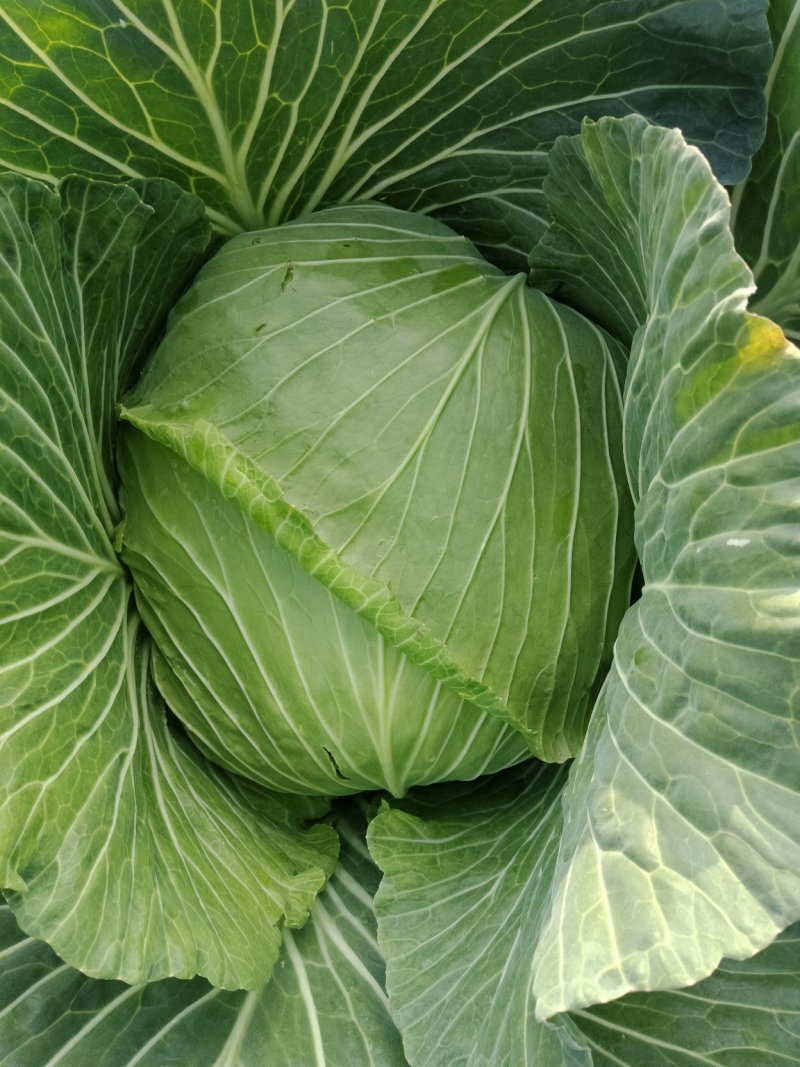 优质莲花白包菜货好价优