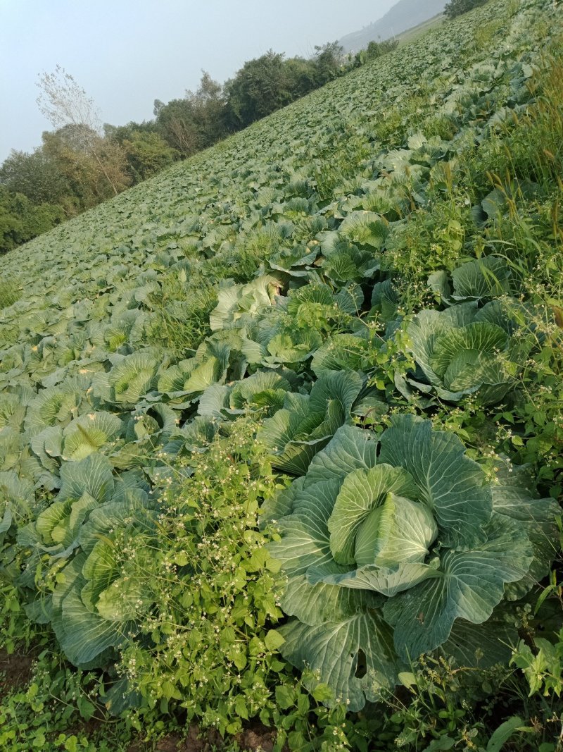 优质莲花白包菜货好价优