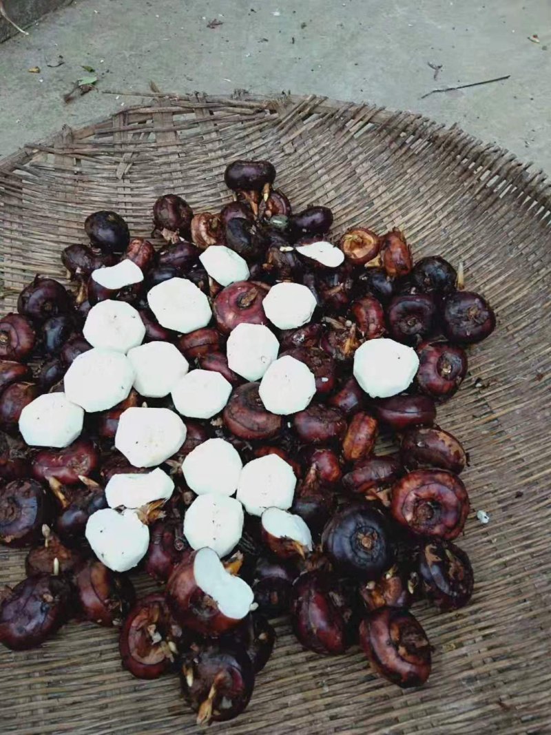 精品荸荠马蹄个大口感甜产地直发大量供应农户现挖