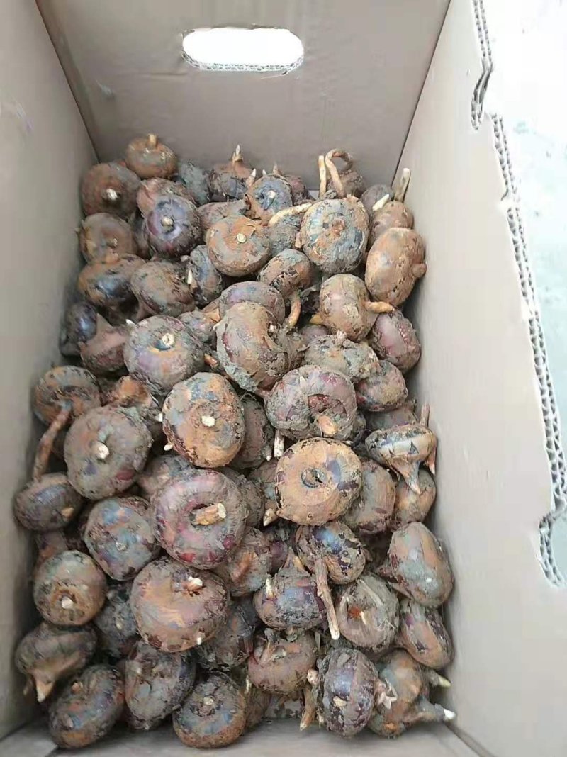 精品荸荠马蹄个大口感甜产地直发大量供应农户现挖