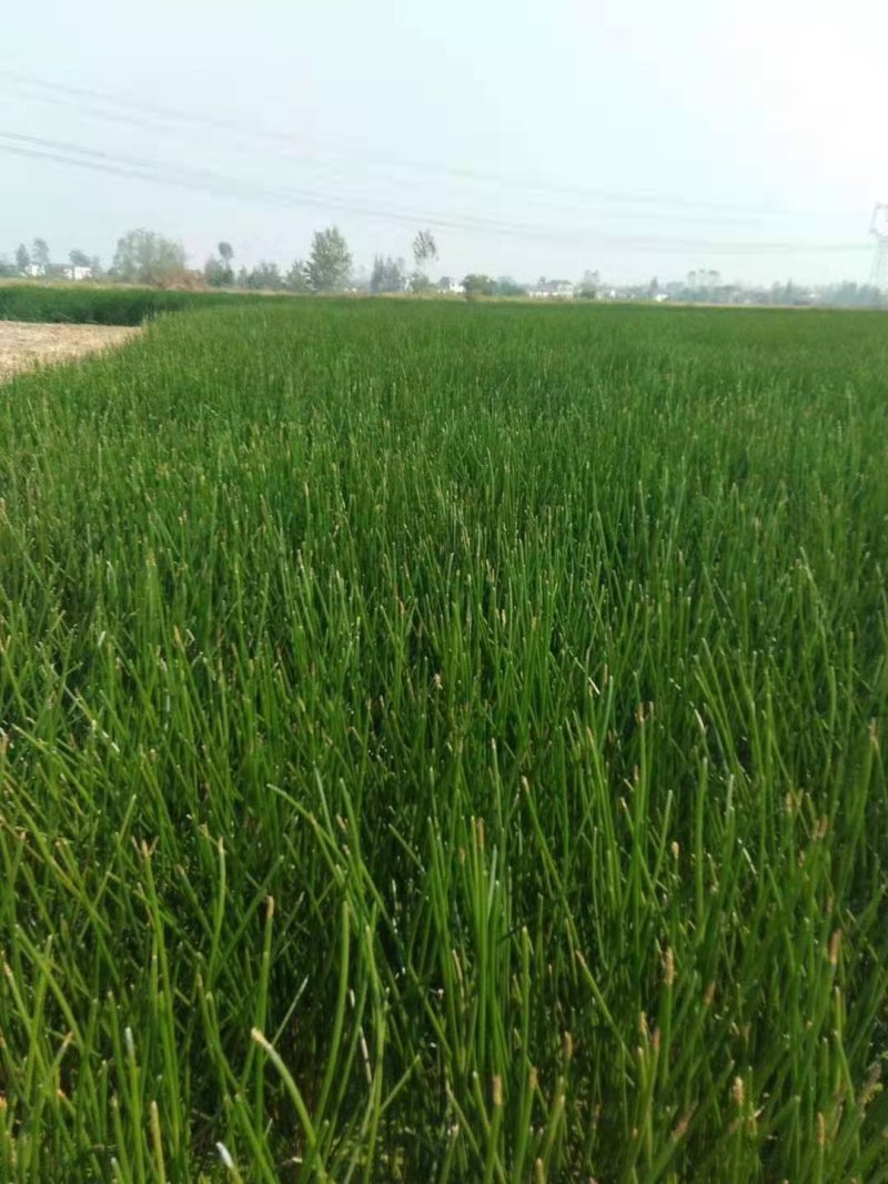 精品荸荠马蹄个大口感甜产地直发大量供应农户现挖