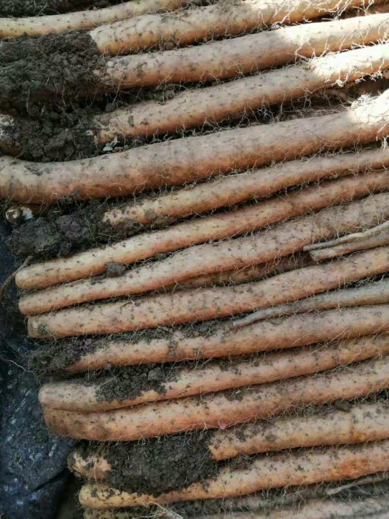 山东新鲜白玉面山药大量现货供应中（产地供货）