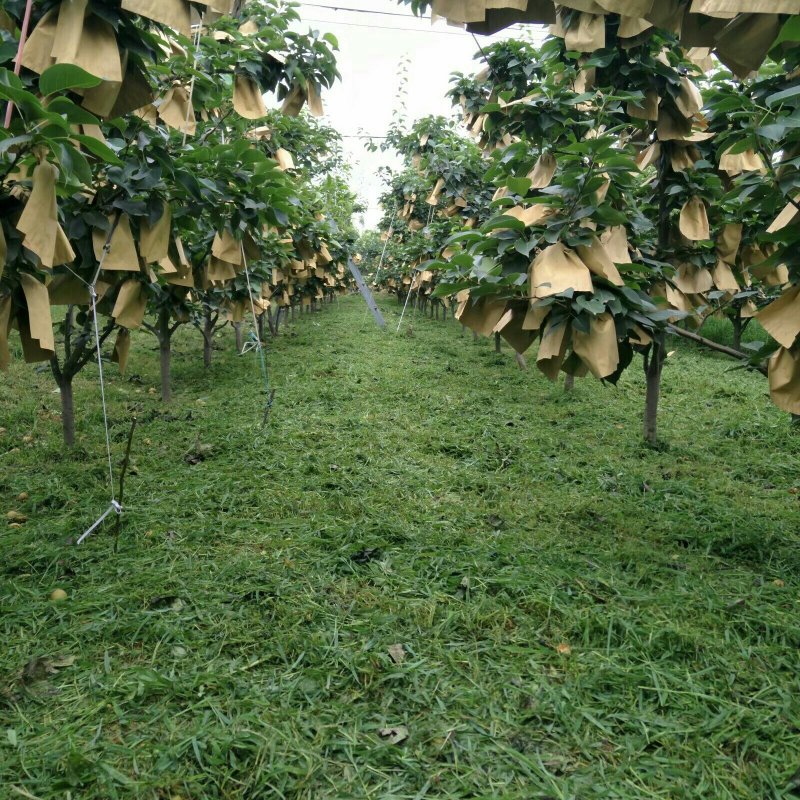 晚秋黄梨不是冷库货果子在树上个大无渣水多大量大果