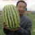 双红瓤康乐6号西瓜种子特大压砂瓜种子石缝瓜种子大红瓤皮薄