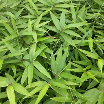 毛竹苗，楠竹苗