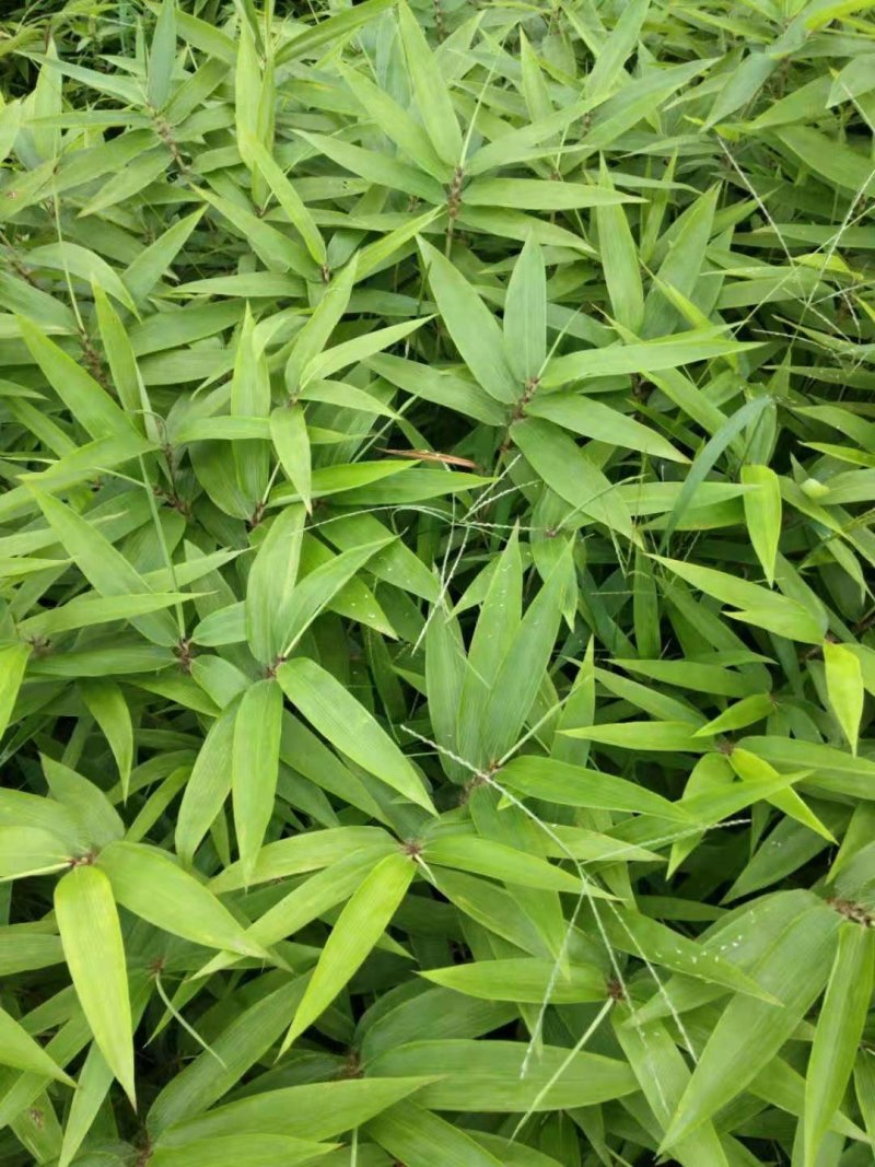 毛竹苗，楠竹苗