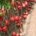 优质大粉西红柿苗，抗死棵，精品大果