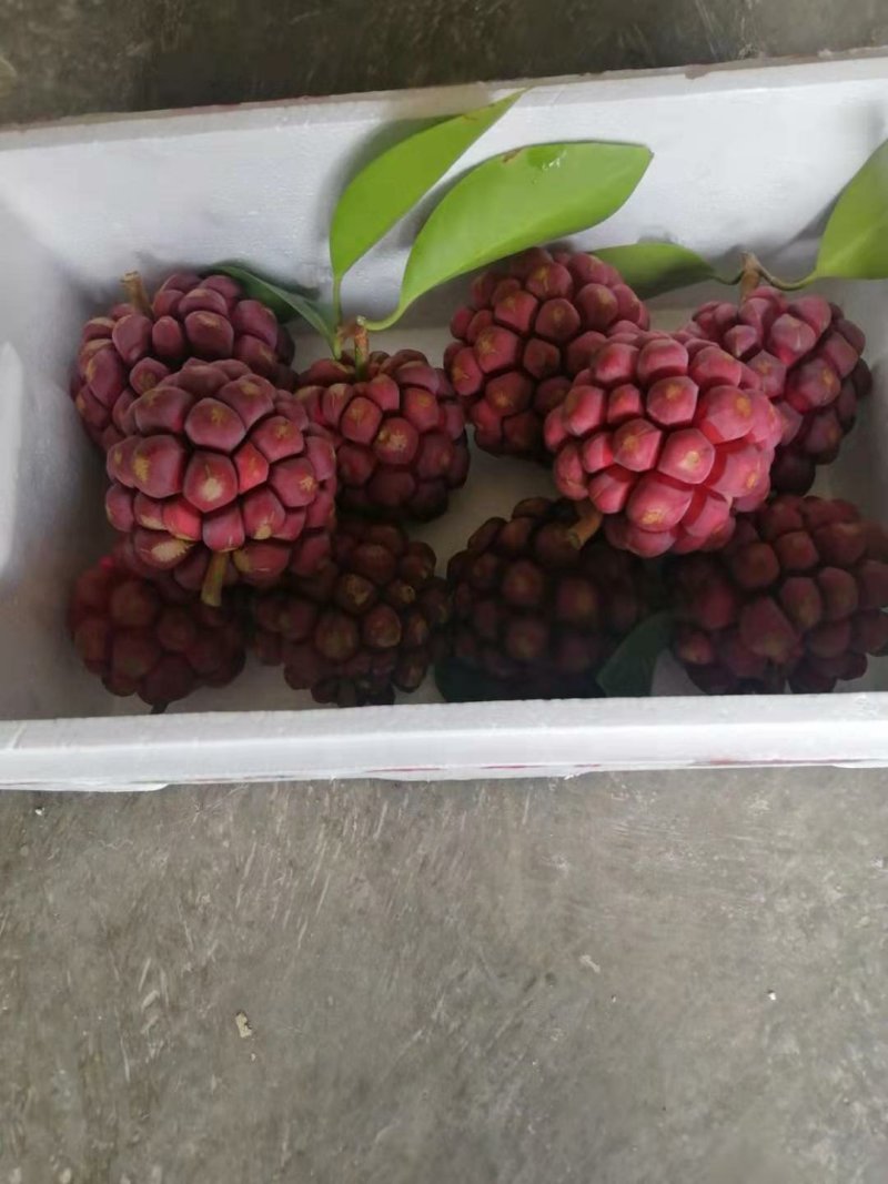 2年黑老虎苗，大晶钻黑老虎苗，质量保证，