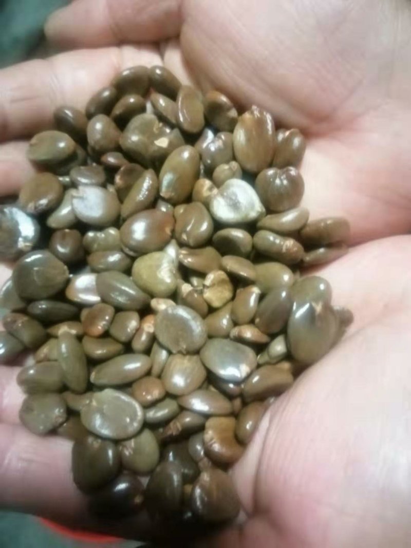 2年黑老虎苗，大晶钻黑老虎苗，质量保证，