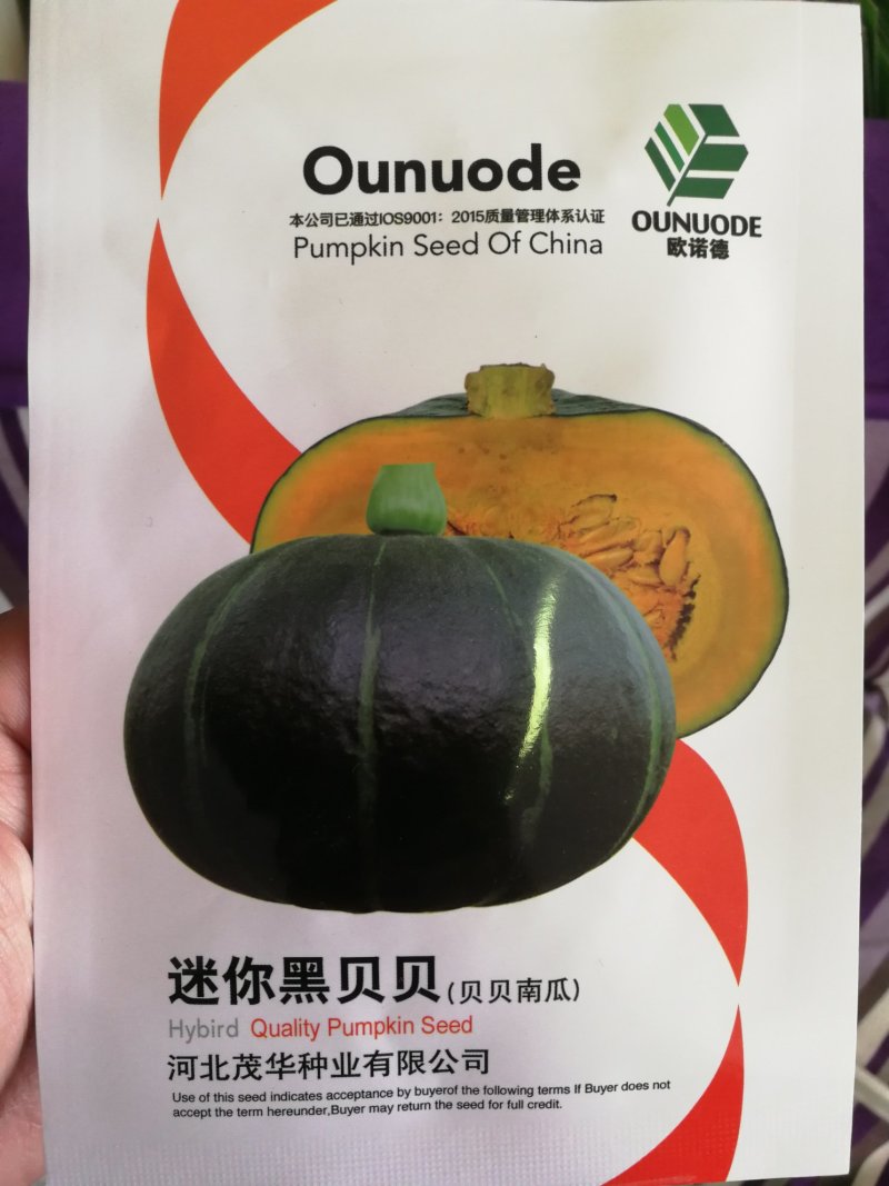 【精选】迷你黑贝贝种子南瓜种子甜度高糯型强产量高