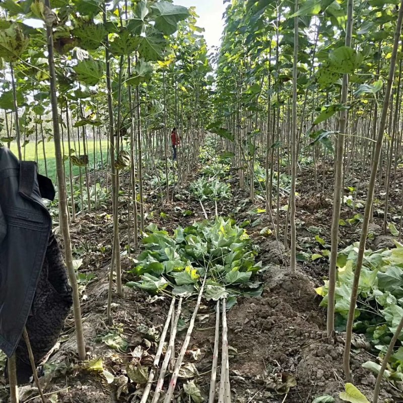 楸树根苗楸树清地中低于市场价基地直供拍装车视频
