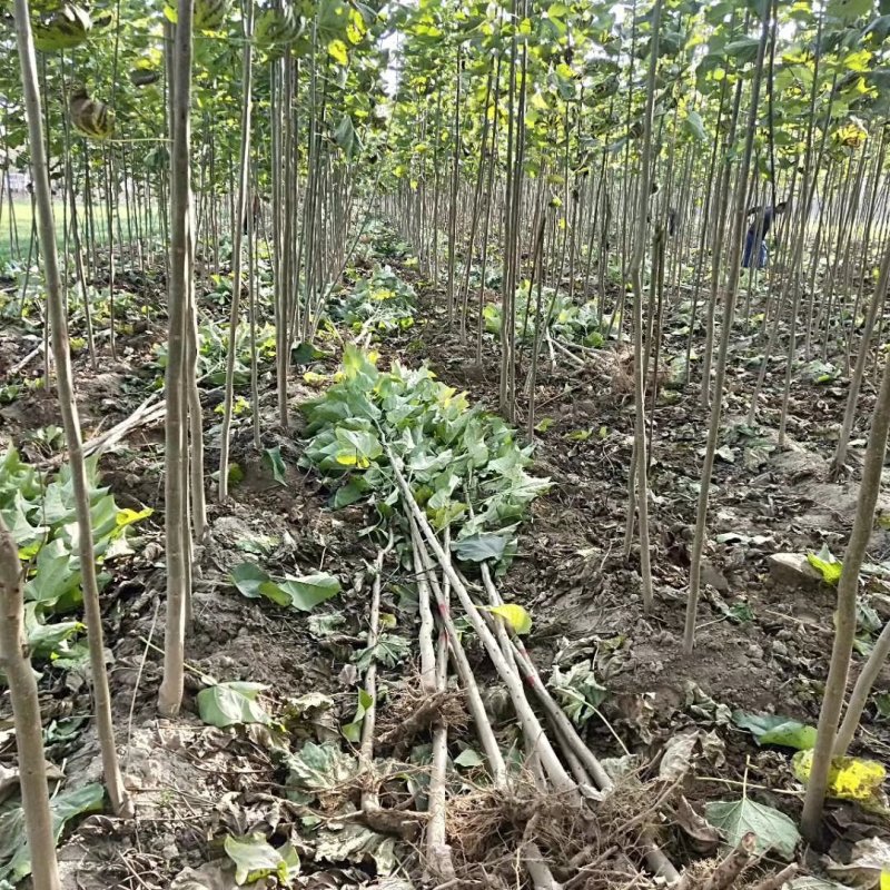 楸树根苗楸树清地中低于市场价基地直供拍装车视频
