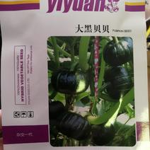 【精选】大黑贝贝南瓜种子产量高皮色黑果型大产量高
