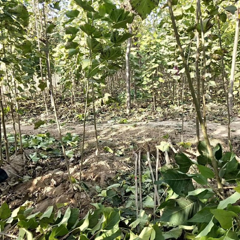 楸树根苗楸树清地中低于市场价基地直供拍装车视频