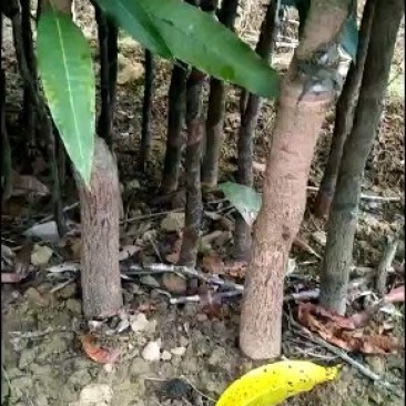 三公分桂七芒果苗(广西特优晚熟送礼芒果)