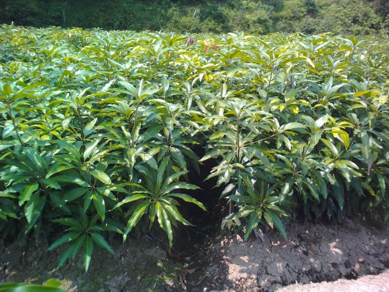 三公分桂七芒果苗(广西特优晚熟送礼芒果)