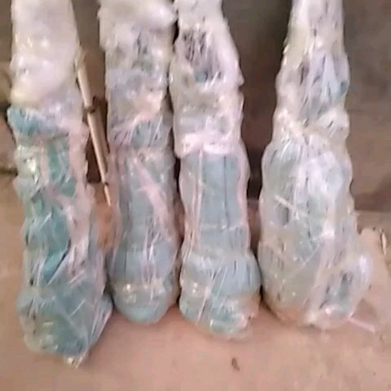 三公分桂七芒果苗(广西特优晚熟送礼芒果)