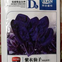 【精选】紫色菠菜种子抗病好叶片厚实产量高口感佳