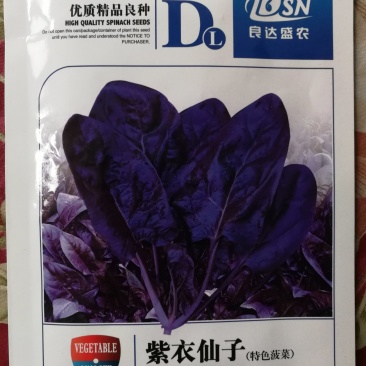 【精选】紫色菠菜种子抗病好叶片厚实产量高口感佳