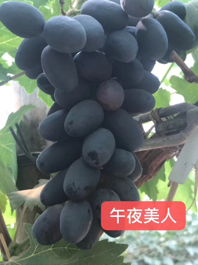 基地直供优质无核红宝石葡萄苗长粒红宝石葡萄苗