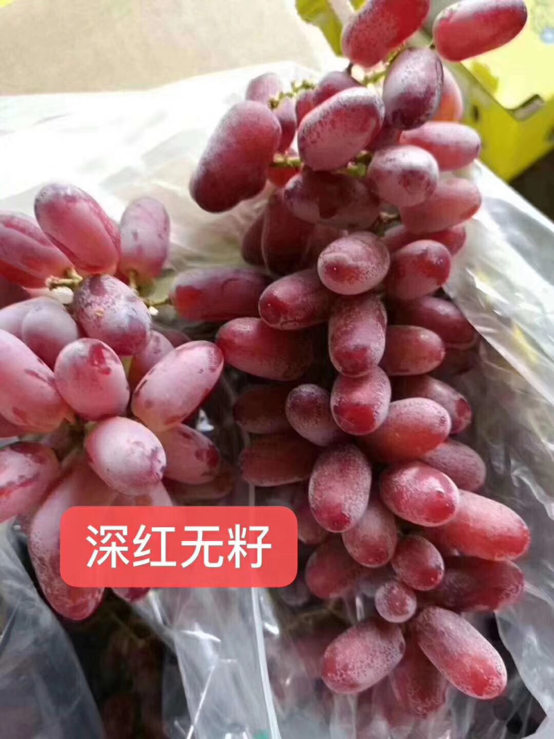 基地直供优质无核红宝石葡萄苗长粒红宝石葡萄苗