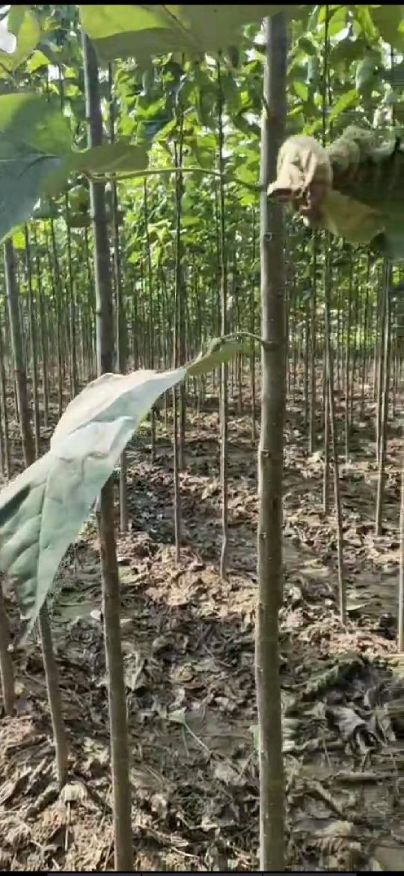 楸树根苗楸树清地中低于市场价基地直供拍装车视频