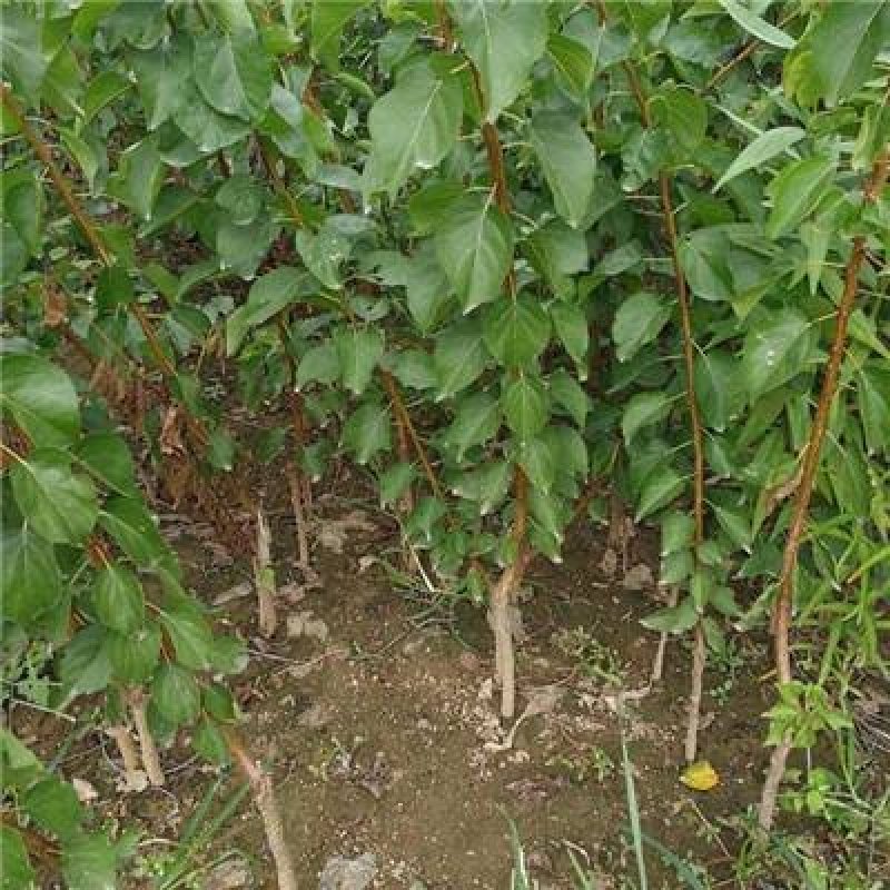 嫁接杏树苗当年结果南北方种植盆栽地栽杏树苗嫁接杏苗特大