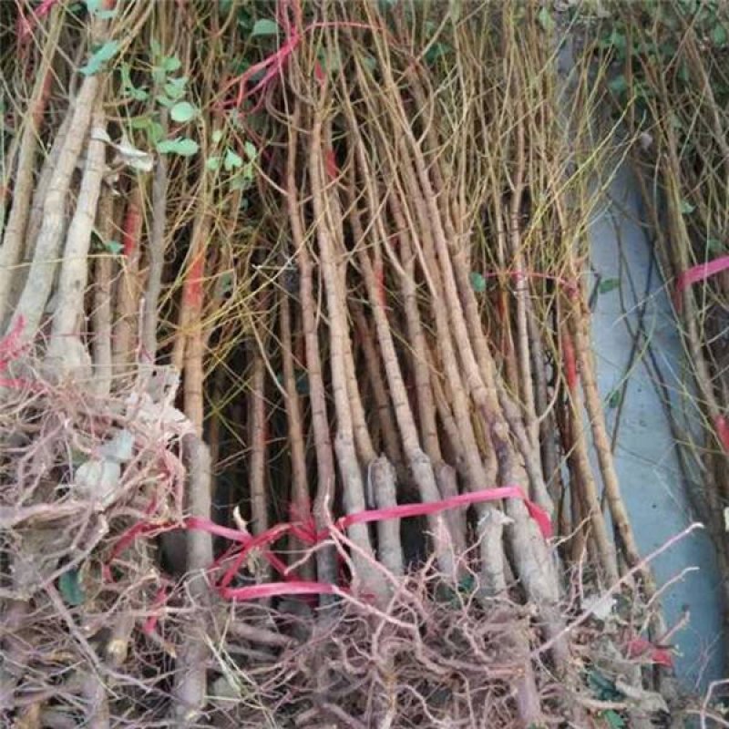 嫁接杏树苗当年结果南北方种植盆栽地栽杏树苗嫁接杏苗特大