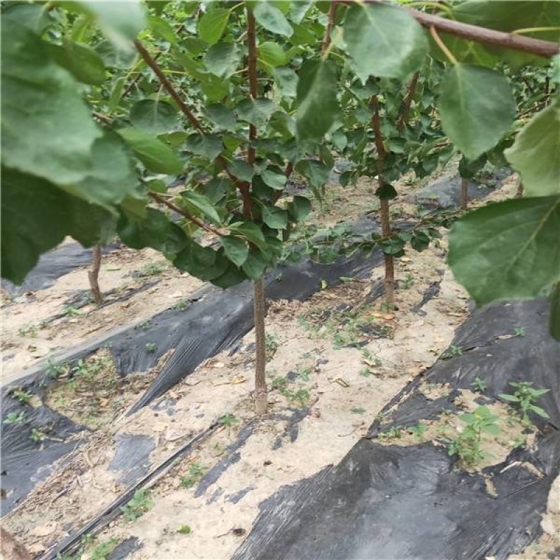 嫁接杏树苗当年结果南北方种植盆栽地栽杏树苗嫁接杏苗特大