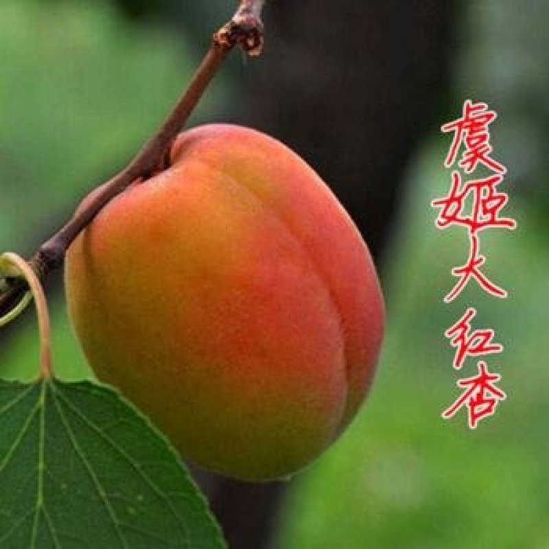 嫁接杏树苗当年结果南北方种植盆栽地栽杏树苗嫁接杏苗特大