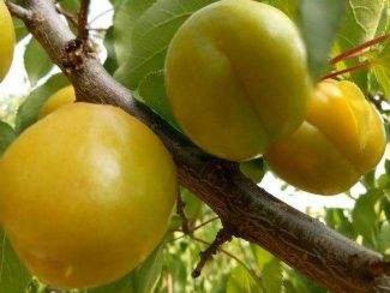 嫁接杏树苗当年结果南北方种植盆栽地栽杏树苗嫁接杏苗特大