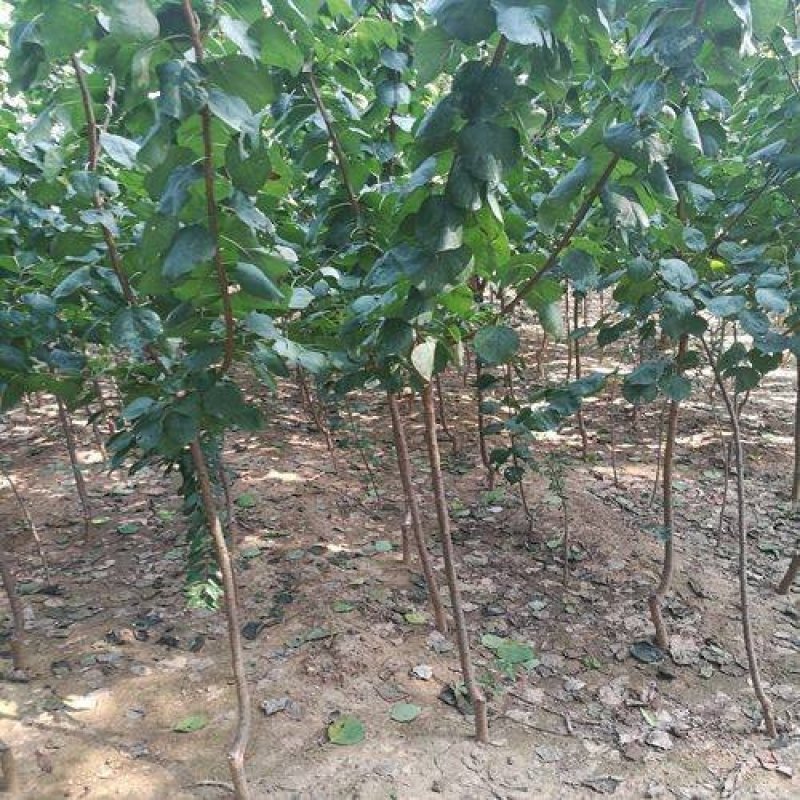 嫁接杏树苗当年结果南北方种植盆栽地栽杏树苗嫁接杏苗特大