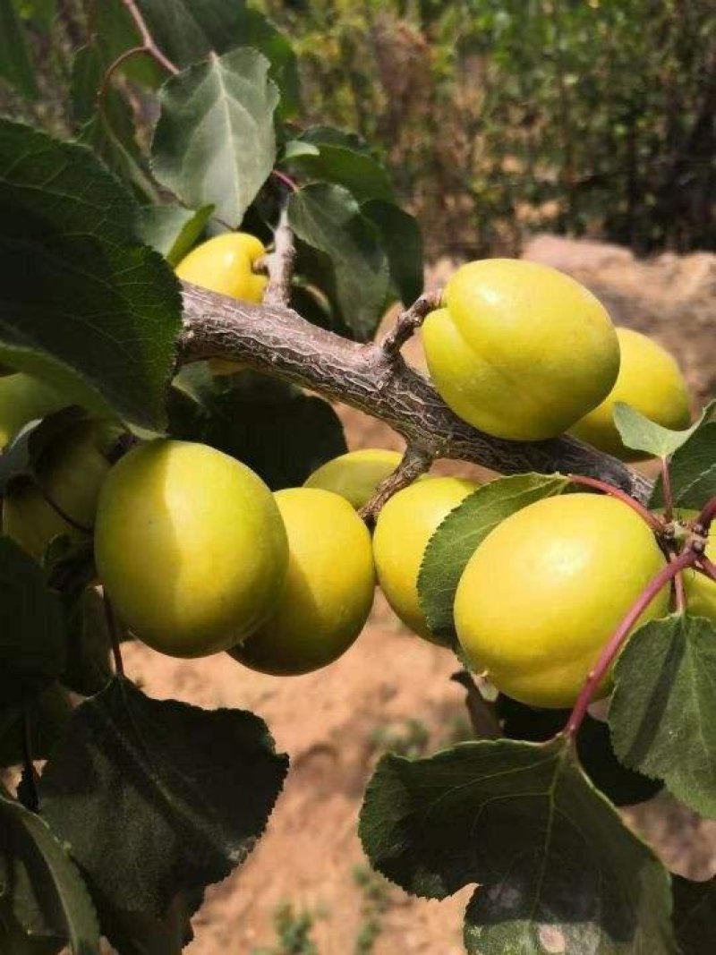 嫁接杏树苗当年结果南北方种植盆栽地栽杏树苗嫁接杏苗特大