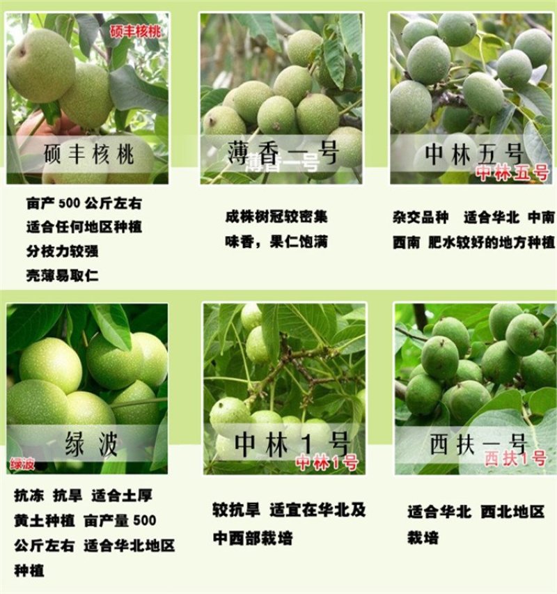 核桃树苗8518嫁接苗薄皮核桃苗南北方种植盆栽地栽薄壳