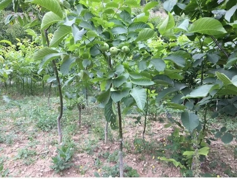 核桃树苗8518嫁接苗薄皮核桃苗南北方种植盆栽地栽薄壳