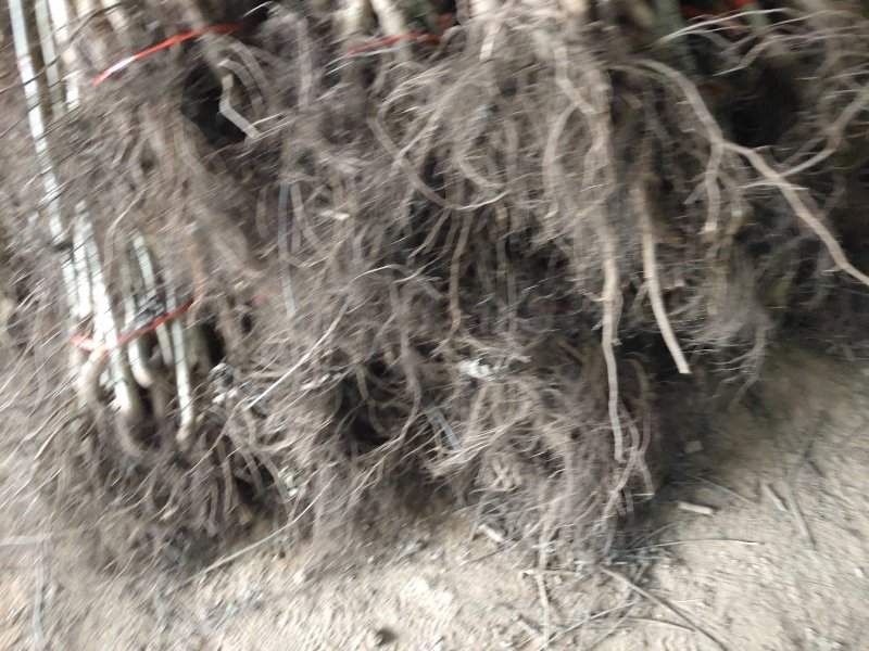 核桃树苗8518嫁接苗薄皮核桃苗南北方种植盆栽地栽薄壳