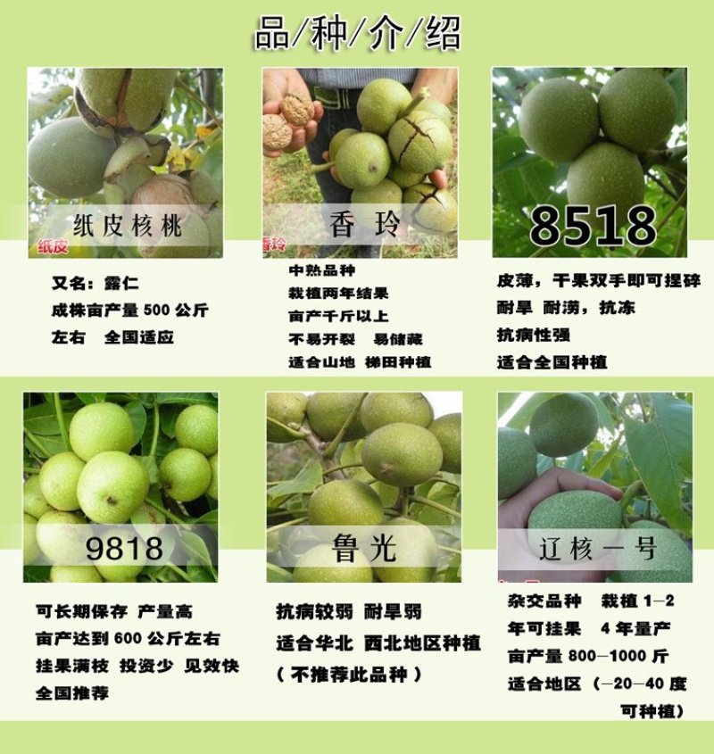 核桃树苗8518嫁接苗薄皮核桃苗南北方种植盆栽地栽薄壳