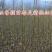 核桃树苗8518嫁接苗薄皮核桃苗南北方种植盆栽地栽薄壳