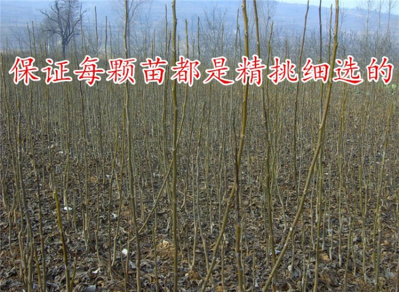 核桃树苗8518嫁接苗薄皮核桃苗南北方种植盆栽地栽薄壳