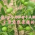 核桃树苗8518嫁接苗薄皮核桃苗南北方种植盆栽地栽薄壳