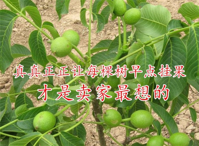 核桃树苗8518嫁接苗薄皮核桃苗南北方种植盆栽地栽薄壳