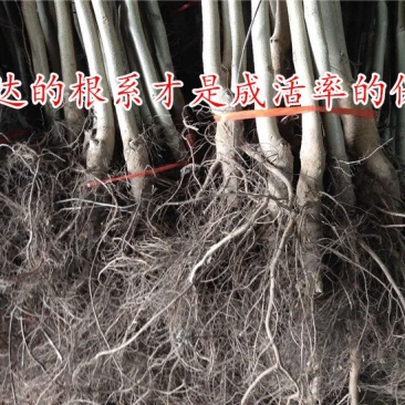 核桃树苗8518嫁接苗薄皮核桃苗南北方种植盆栽地栽薄壳