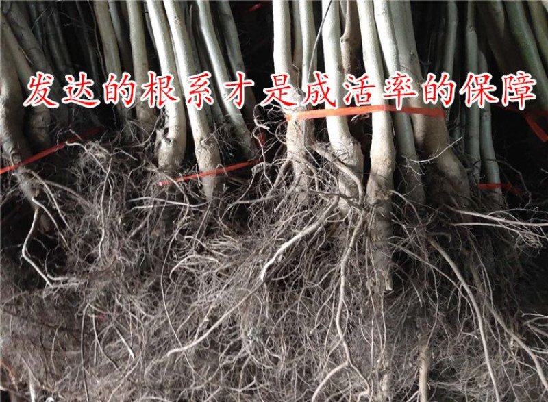 核桃树苗8518嫁接苗薄皮核桃苗南北方种植盆栽地栽薄壳