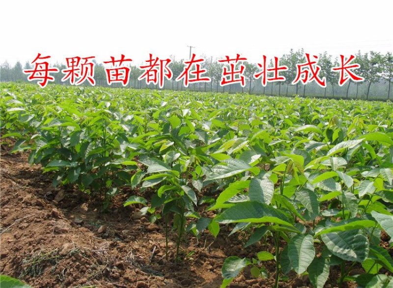 核桃树苗8518嫁接苗薄皮核桃苗南北方种植盆栽地栽薄壳