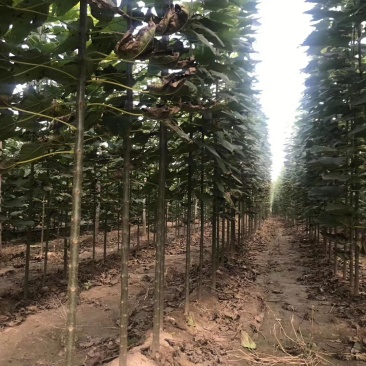 楸树根苗楸树清地中低于市场价基地直供拍装车视频
