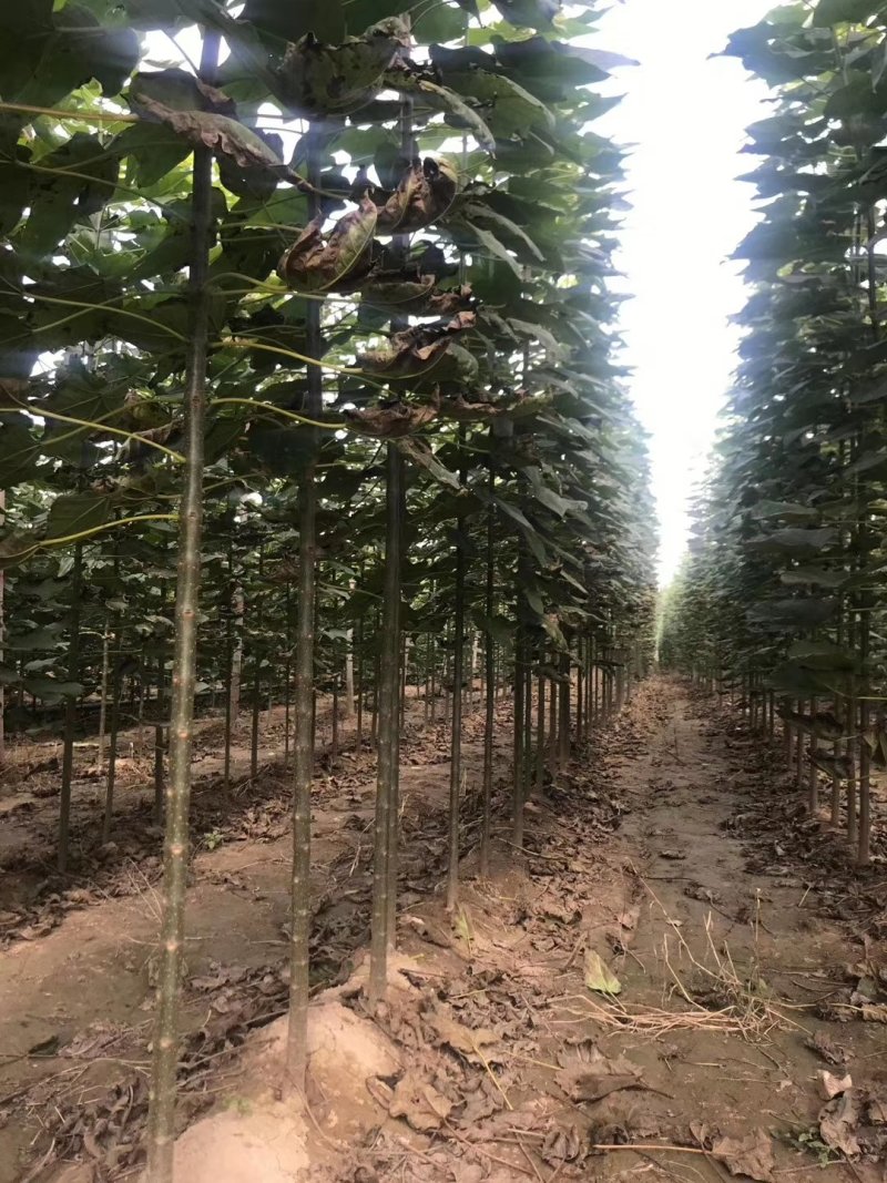 楸树根苗楸树清地中低于市场价基地直供拍装车视频